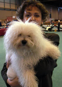 A cuddle with mum Bolognese dog picture